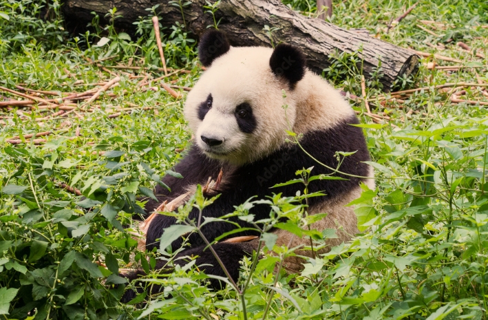 熊猫玩耍